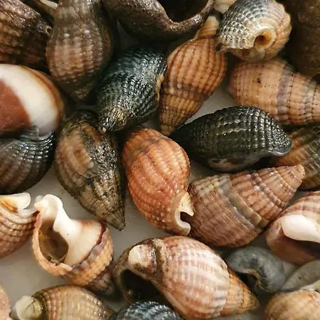 Marjolaine Prachtig Zeezicht - 4de Verdiep -op De Dijk 5pers Lejlighed *